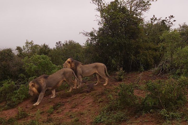 Addo Elephant National Park Full Day Safari - Image 1