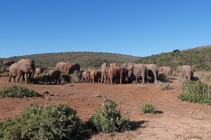Addo Elephant National Park Full Day Safari - Image 5