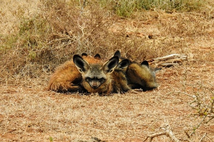 Addo Elephant National Park Full Day Safari - Image 3
