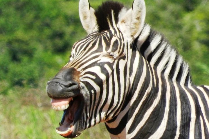 Addo Elephant National Park - HD01 - Image 2