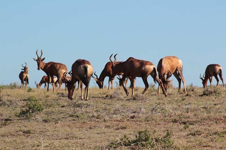 Addo Elephant National Park - HD01 - Image 5