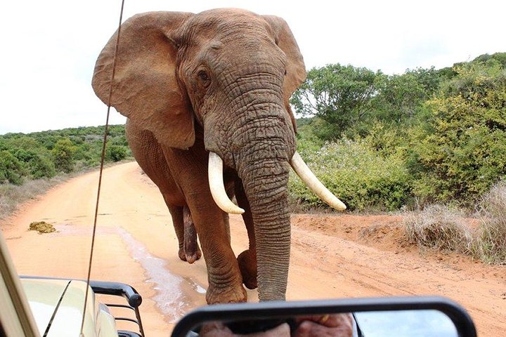 Addo Elephant National Park - HD01 - Image 1