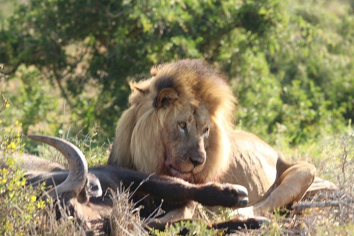 Addo Elephant National Park - HD01 - Image 4