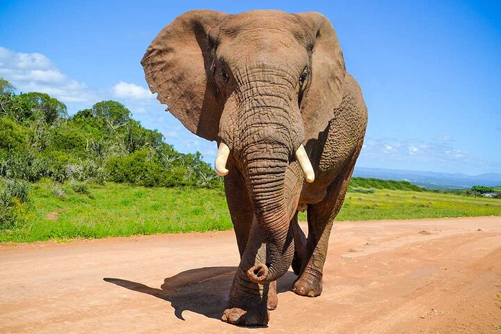 Addo Elephant National Park & Marine Private Full-Day Safari - Image 5