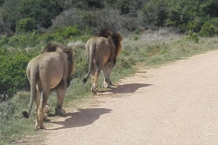 Addo Elephant Night Drive in 4x4 Vehicle Includes Transfer from Port Elizabeth - Image 5