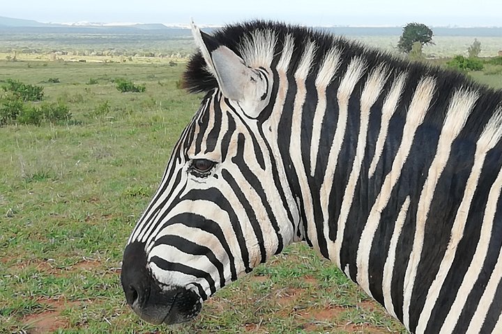 Addo Elephant Night Drive in 4x4 Vehicle Includes Transfer from Port Elizabeth - Image 3