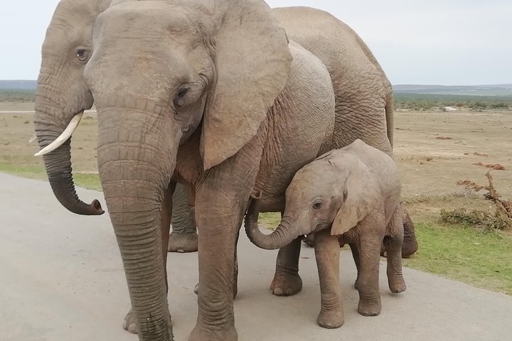 Addo Elephant Night Drive in 4x4 Vehicle Includes Transfer from Port Elizabeth - Image 1