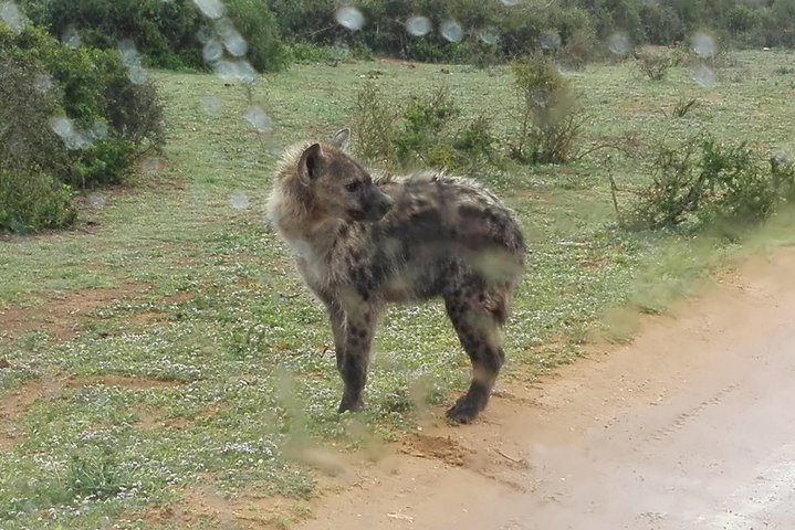 Addo Elephant Night Drive in 4x4 Vehicle Includes Transfer from Port Elizabeth - Image 4