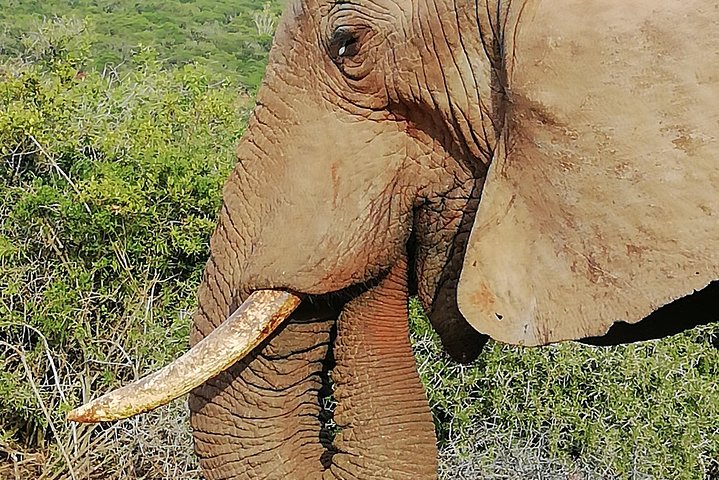 Addo Elephant Park Day visit followed by a 4x4 Night drive with a Park Ranger  - Image 1