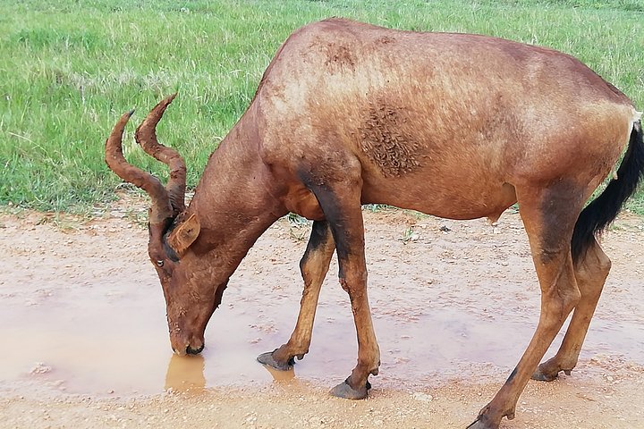 Addo Elephant Park Day visit followed by a 4x4 Night drive with a Park Ranger  - Image 2