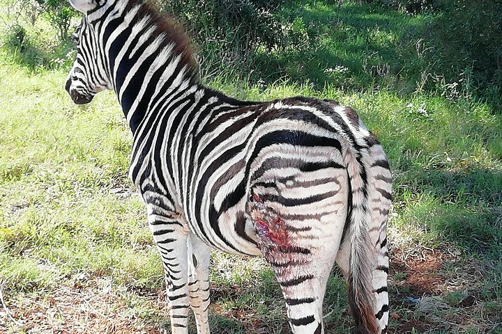 Addo Elephant Park Day visit followed by a 4x4 Night drive with a Park Ranger  - Image 3