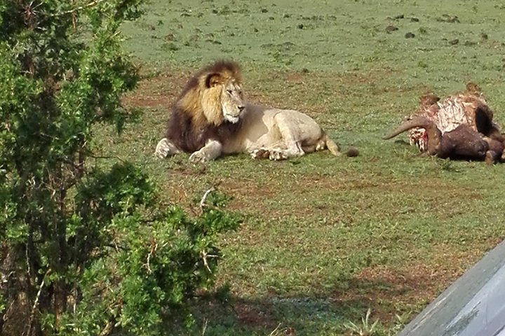 Addo Elephant Park Day visit followed by a 4x4 Night drive with a Park Ranger  - Image 5
