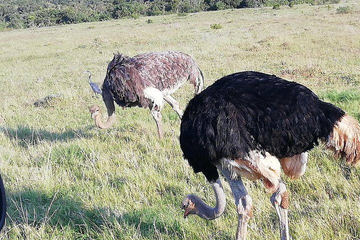 Addo Elephant Park Day visit followed by a 4x4 Night drive with a Park Ranger  - Image 4