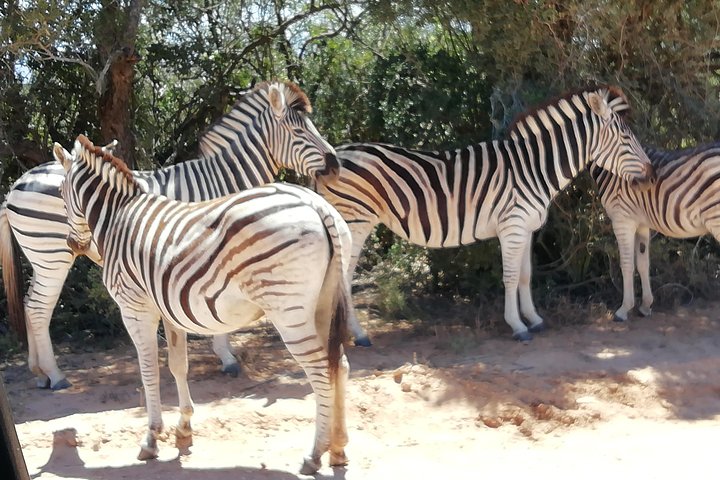 Addo Elephant Park Day Visit Plus 2 Hours in Open Vehicle with Park Ranger - Image 3