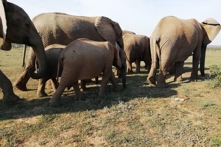 Addo Elephant Park Day Visit Plus 2 Hours in Open Vehicle with Park Ranger - Image 5
