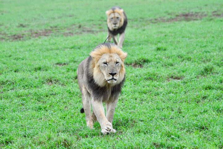 Addo Elephant Park Full-day Safari & Shore Excursion from Harbour - Image 4