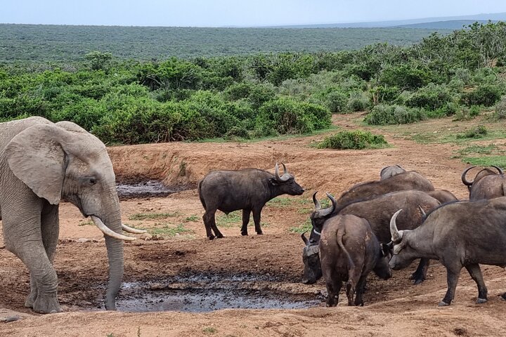 Addo Elephant Park & Giraffe Walk Private Full-Day Safari - Image 5