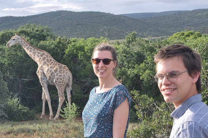 Addo Elephant Park & Giraffe Walk Private Full-Day Safari - Image 1