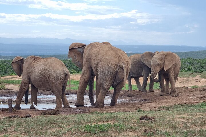 Addo Elephant Park & Giraffe Walk Private Full-Day Safari - Image 3