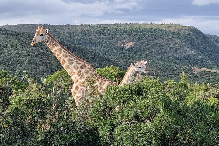 Addo Elephant Park & Giraffe Walk Private Full-Day Safari - Image 4
