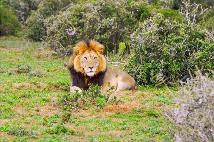 Addo Elephant Park Tour with Port Pickup - Image 4