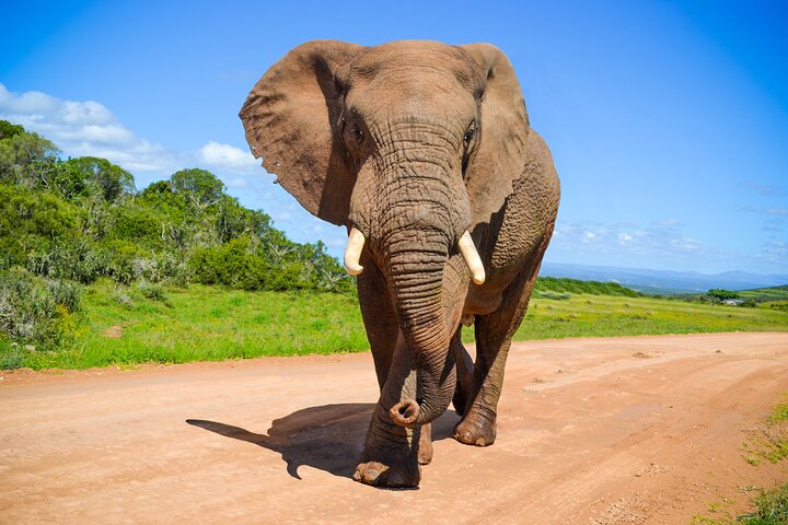 Addo Elephant Park Tour with Port Pickup - Image 1