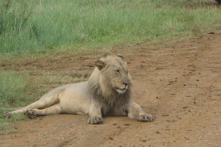 Day Tour in Addo Elephant Park and Port Elizabeth South Africa  - Image 4