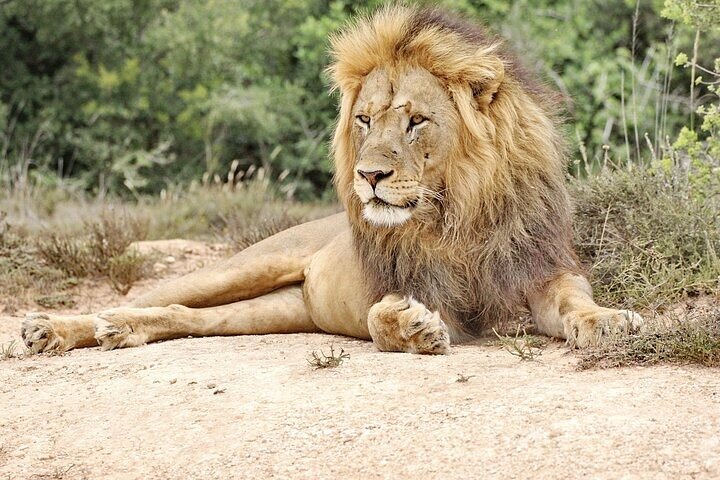 Day Tour in Addo Elephant Park and Port Elizabeth South Africa  - Image 2