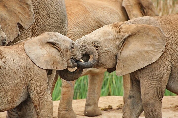 Day Tour in Addo Elephant Park and Port Elizabeth South Africa  - Image 1