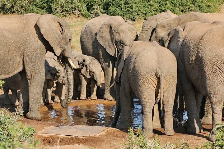Day Tour in Addo Elephant Park and Port Elizabeth South Africa  - Image 3