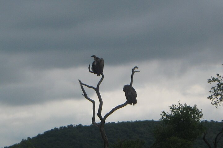 Day Tour in Addo Elephant Park and Port Elizabeth South Africa  - Image 5