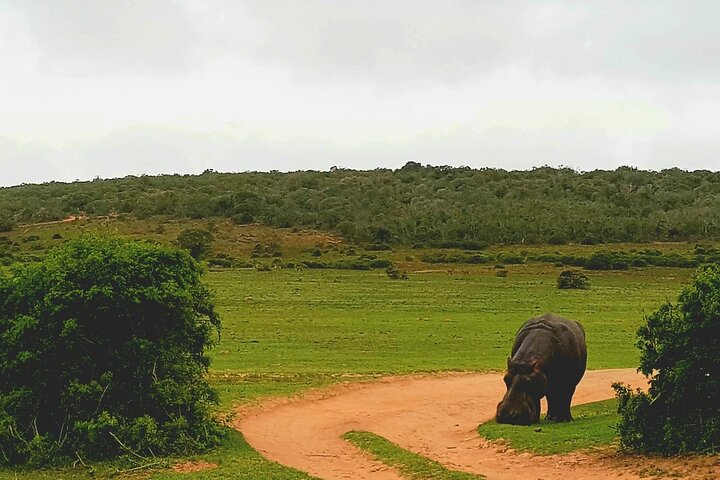 Full Day Addo and Schotia Private Game Reserve Safari - Image 3