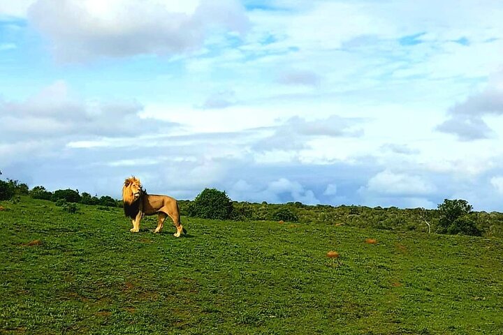 Full Day Addo and Schotia Private Game Reserve Safari - Image 4