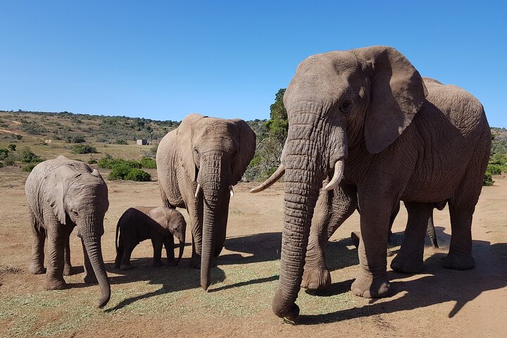 Full Day Addo and Schotia Private Game Reserve Safari - Image 5
