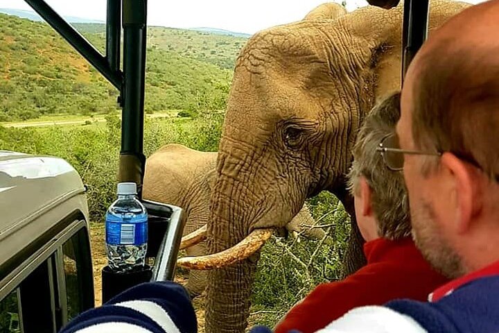 Full Day Addo and Schotia Private Game Reserve Safari - Image 2