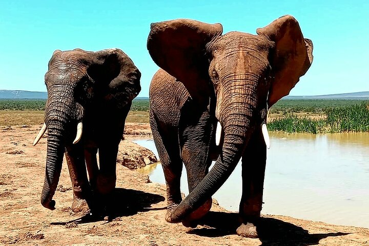 Full Day Addo Elephant National Park Safari - Image 1