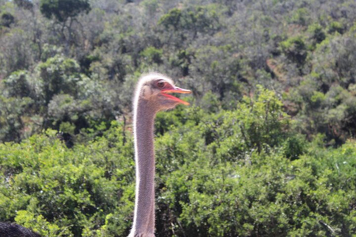 Full Day Addo Elephant National Park Safari - Image 3