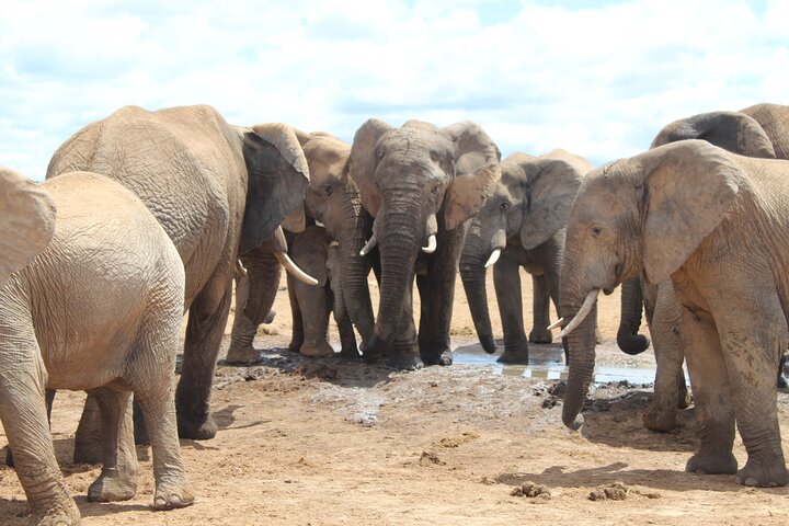 Full Day Addo Elephant National Park Safari - Image 4
