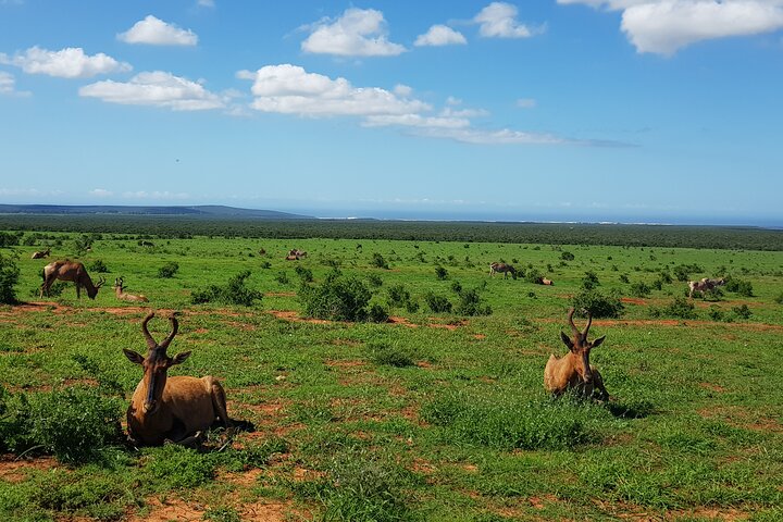Full Day Addo Elephant National Park Safari - Image 5