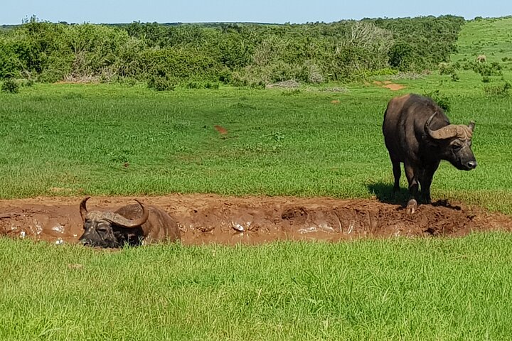 Full Day Addo Elephant National Park Safari - Image 2