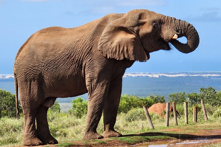 Full Day Addo Park Tours and Safari in South Africa - Image 4