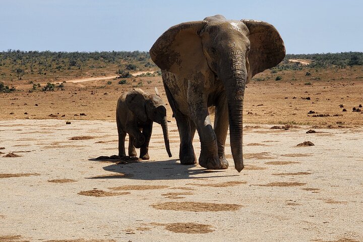 Full Day Addo Park Tours and Safari in South Africa - Image 5