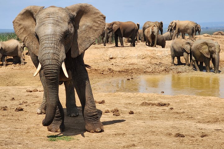 Full Day Addo Park Tours and Safari in South Africa - Image 3