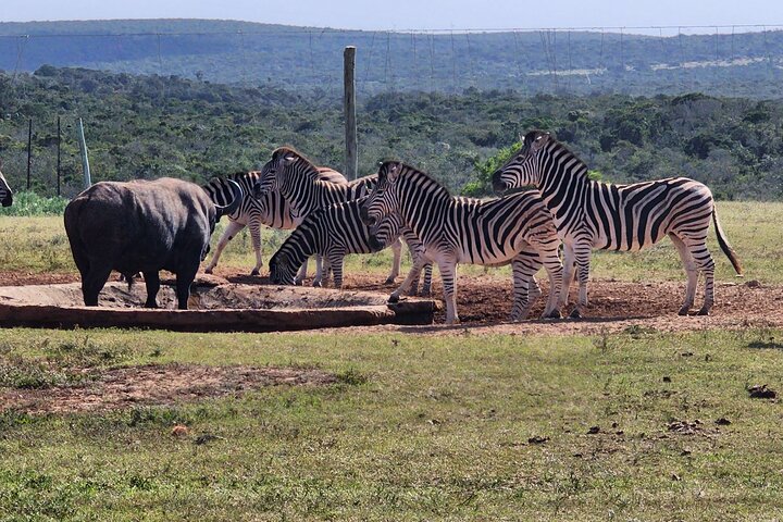 Full Day Addo Park Tours and Safari in South Africa - Image 2
