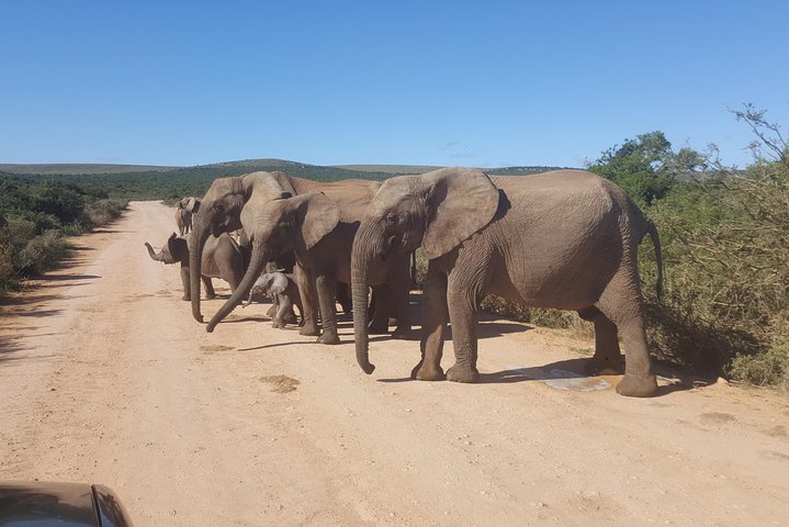 Full day big 5 Addo elephant park and Schotia combo package - Image 3