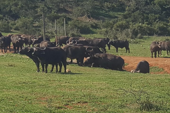 Full day big 5 Addo elephant park and Schotia combo package - Image 2