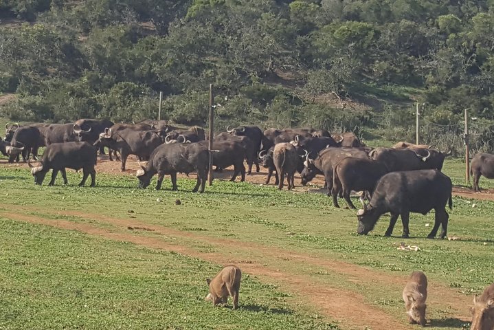 Full day big 5 Addo elephant park and Schotia combo package - Image 1