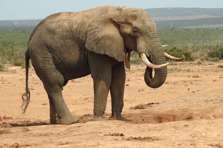 Full day Private big 5 addo elephant park game drives max 2 pax - Image 2