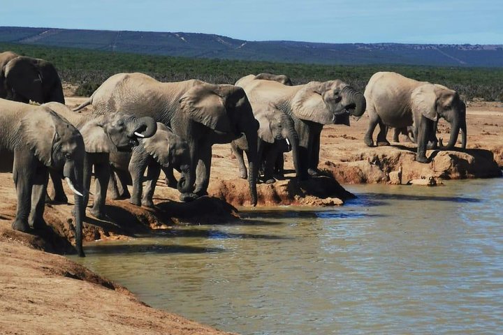 Full day Private big 5 addo elephant park game drives max 2 pax - Image 4