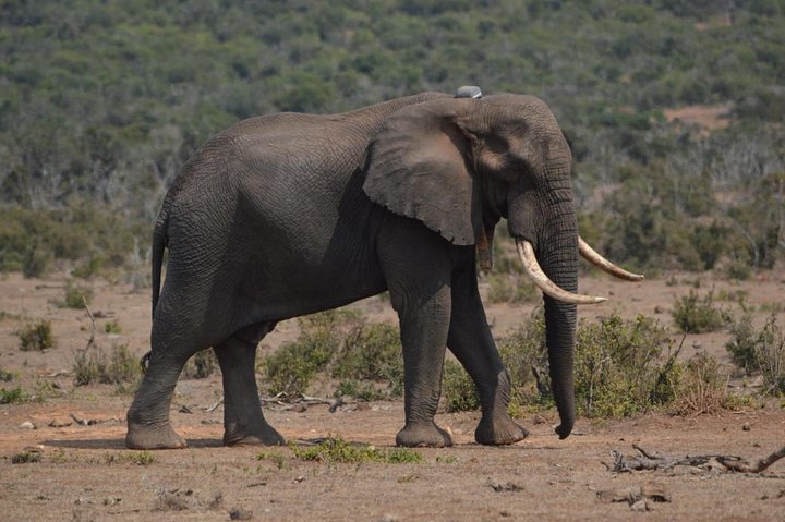Full day Private big 5 addo elephant park game drives max 2 pax - Image 3